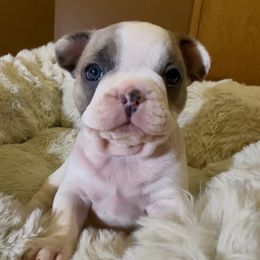 Abbi - Blue female French Bulldog puppy in Pine Township, Pennsylvania from BlueCairo Frenchies