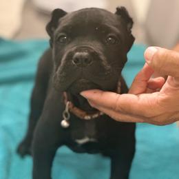 Hawk - Black male Cane Corso puppy in Lubbock, Texas from Hub City Kennel
