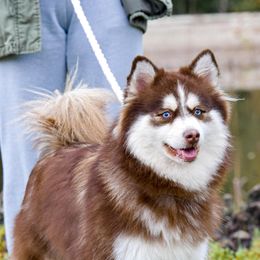 PAISLEY - Pomsky