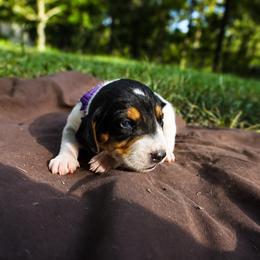 Purple girl - Tri-colored female Treeing Walker Coonhound puppy in Lovelady, Texas from 3 Color Kennel