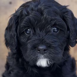Cavapoos from Squaw Peak Puppies