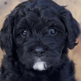 Cavapoos from Squaw Peak Puppies