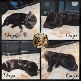 Onyx - Black male Dachshund puppy in Greenfield, Ohio from Buck Run Creek Dachshunds
