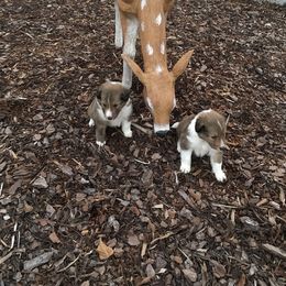 Shetland Sheepdog Puppies from Agee's World of Shelties