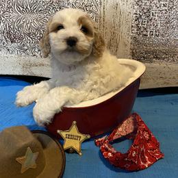 Cockapoo Puppies from Country J Canines