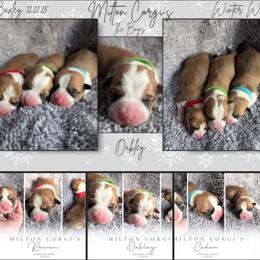 Boy 2 - White and red male Pembroke Welsh Corgi puppy in Milton, Florida from Milton Corgis