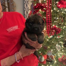 MERRY - Sable female German Shepherd puppy in Coats, North Carolina from T'S SHEPHERDS
