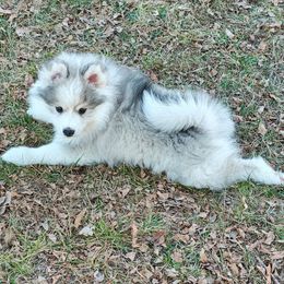 Pepper - Wolf sable male Pomsky puppy in Idaho Falls, Idaho from Idaho Pomsky