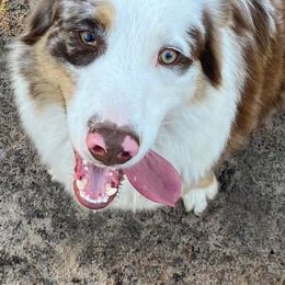 Australian Shepherds, Miniature Australian Shepherds, and Toy Australian Shepherds from Hanna’s Piney Paws