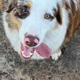Australian Shepherds, Miniature Australian Shepherds, and Toy Australian Shepherds from Hanna’s Piney Paws