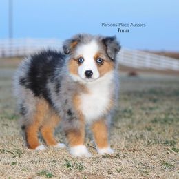 Miniature Australian Shepherd Puppies from Parsons Place Aussies