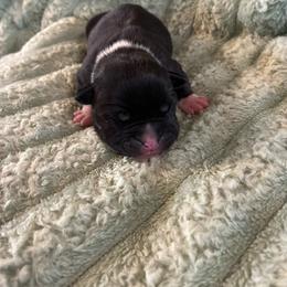 Sienna - Black female American Staffordshire Terrier puppy in Byron, Georgia from Lelani