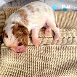 Baxter - Blenheim male Cavalier King Charles Spaniel puppy in Pennsylvania from Julie's Cavalier King Charles Spaniels