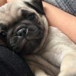 Charlie - Pug puppy from Milan Pugs