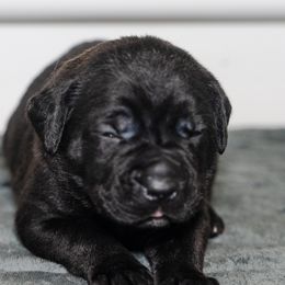 Cane Corso from Family Corso Kennels