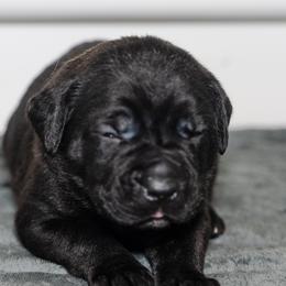 Cane Corso from Family Corso Kennels