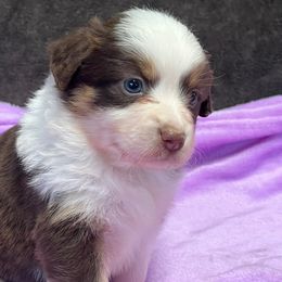 Faith - Red tri-color female Miniature American Shepherd puppy in Plant City, Florida from Osborne & Stormborn FL Kennels