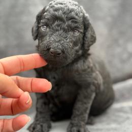 Banner (Hulk) - Black male Poodle puppy in Lecanto, Florida from Lecanto Puppy
