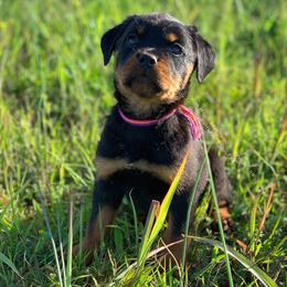 Rottweiler Puppies from Exodus Rottweilers