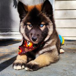 Bleu - Siberian Husky