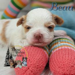 Beau - Gold male Yorkshire Terrier puppy in Austin, Texas from Rhine Valley Yorkies