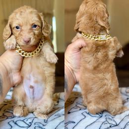 Rebel - Red male Dachshund puppy in Hornbeck, Louisiana from A&Z Mini Dachshunds