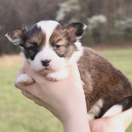 Phoebe - Sable female Pembroke Welsh Corgi puppy in Fayetteville, Arkansas from Intergalactic Corgis