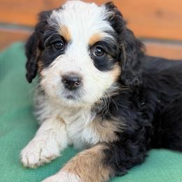 Hermione- purple collar girl - Tri-color female Bernedoodle puppy in Colorado Springs, Colorado from Mercy Mountain Bernedoodles