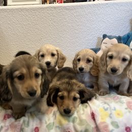 Dachshunds from Dawson Creek Doxies