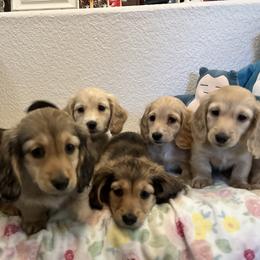 Dachshunds from Dawson Creek Doxies
