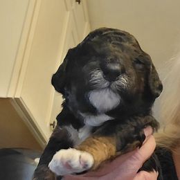 Henry - Black male Cavapoo puppy in Bourbonnais, Illinois from Maggie's Cavapoo Puppies