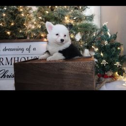 Missy - Black and tan female Pembroke Welsh Corgi puppy in St. Charles, Iowa from Kim Boyle's Pembroke Welsh Corgis