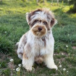 Nani - female Australian Mountain Doodle puppy in Cortez, Colorado from Sassy Pants Pups