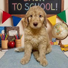Eliza - Red  female Goldendoodle puppy in Tybee Island, Georgia from Castaway Doodles