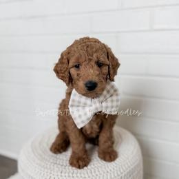 Pooh Bear - Red  male Goldendoodle puppy in Roanoke Rapids, North Carolina from Sweeter than Honey Doodles