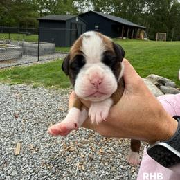 Red - Fawn female Boxer puppy in Jamesville, New York from Reynolds Homestead Boxers