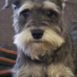 Miniature Schnauzers from Jennifer's Miniature Schnauzers