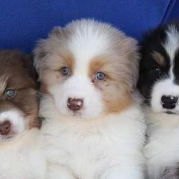 Australian Shepherds from Gold Ring Australian Shepherds