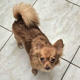 Rolf - Red and white male Chihuahua puppy in Lake Placid, Florida from Heartland Chihuahua