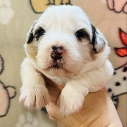 Bobby - Black tri-color male Australian Shepherd puppy in Ashland, Ohio from SS Australian Shepherds