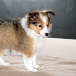 Rottweiler and Shetland Sheepdog Puppies from Mountain High Kennels