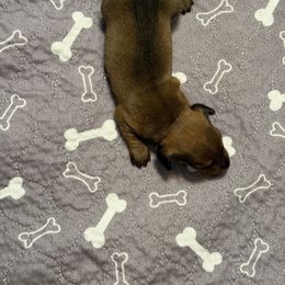 Dolly - Red female Dachshund puppy in Raeford, North Carolina from Army of Dachshunds