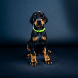 Doberman Pinscher Puppies from Ranchers Companion Doberman Kennel