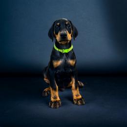 Doberman Pinscher Puppies from Ranchers Companion Doberman Kennel
