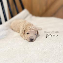 Rainbow - Apricot female Maltipoo puppy in Huntsville, Texas from Nelson Creek Farms