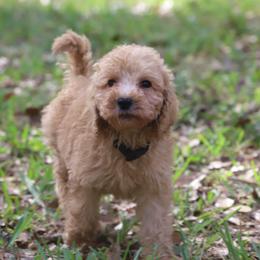 Rocky - Apricot male Goldendoodle puppy in Macclenny, Florida from Baker County Goldendoodles