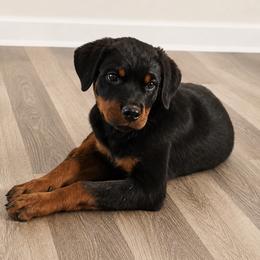 Girl 2 - Black and mahogany female Rottweiler puppy in Cleveland, Texas from Vom Haus Fantasy Rottweiler Kennel