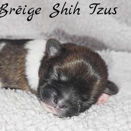 AKC Brindle & White Male - Brindle and white male Shih Tzu puppy in Las Vegas, Nevada from Beirin Breige Shih Tzus
