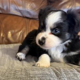 Australian Shepherds from Cowin Premier Aussies