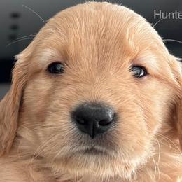 Hunter - Golden male Golden Retriever puppy in Vail, Arizona from Retrievers Gold AZ